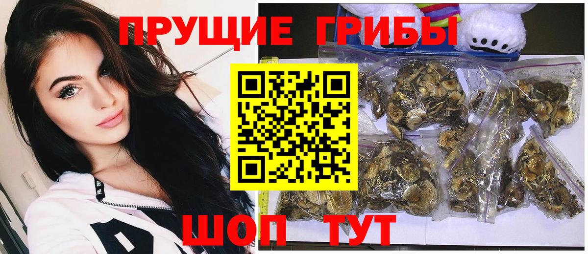 Галлюциногенные грибы Psilocybe Североуральск